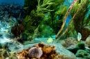 Underwater Life of Klein Bonaire Islet