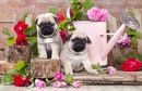 Puppies and Roses