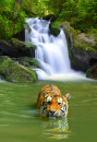 Siberian Tiger Taking a Bath