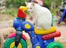 White Kitten on a Toy Motorcycle