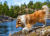 Collie Dog Enjoys the Nature
